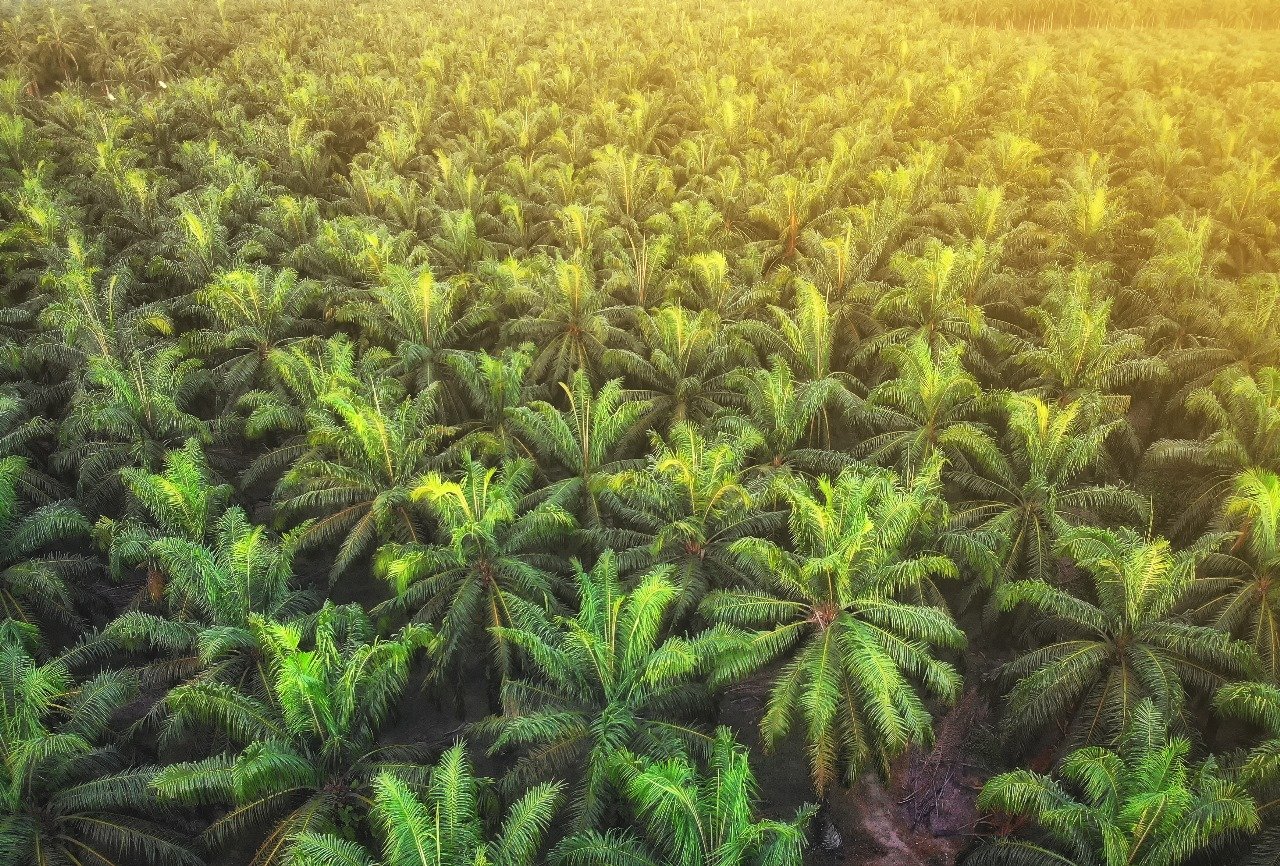 Malaysia Palm Oil Plants